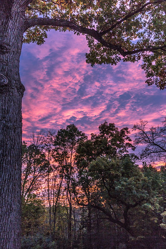 oak branch leaves pink blue orange dusk dark sunset west fall evening framing