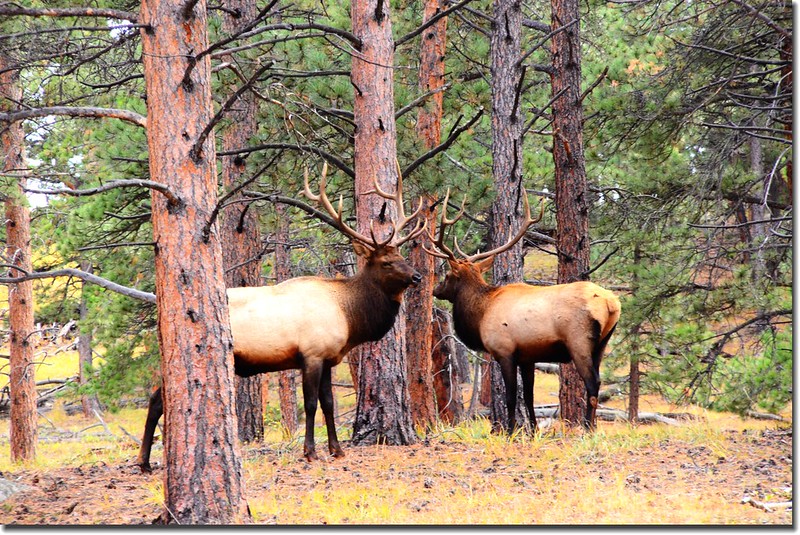 Elk at Rocky Mountain National Park (6)