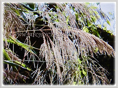 Thysanolaena latifoliaarge (Bamboo Grass, Tiger Grass, Asian Broom Grass, Rumput Buloh/ Teberau in Malay) with purplish brown panicle of tiny spikelets, 3 Oct 2017