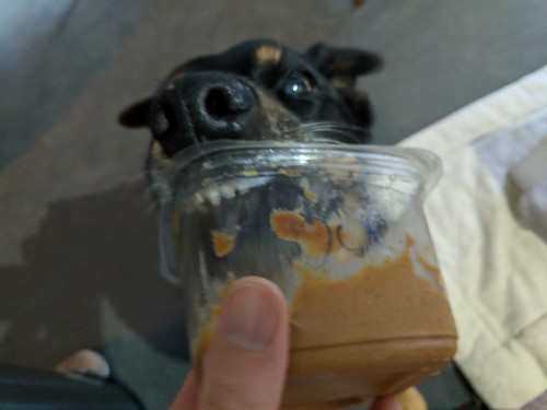 Leeta enjoying her peanut butter jar