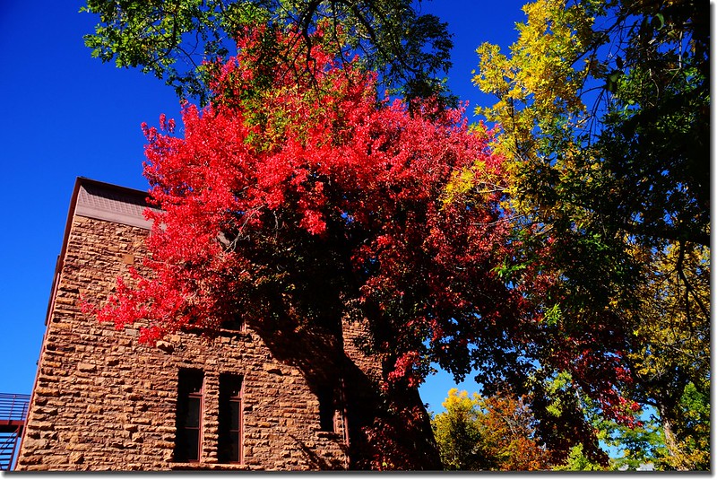 2017 Maple in Fall, Boulder, Colorado  (20)
