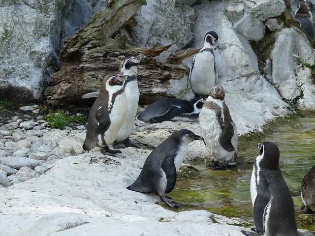 Pinguine, Tiergarten Schönbrunn