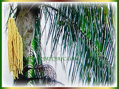 Oncosperma tigillarium (Nibung Palm, Nibong Palm, Nibung, Nibong) with inflorescences and fine pinnate leaves, 7 Oct 2017