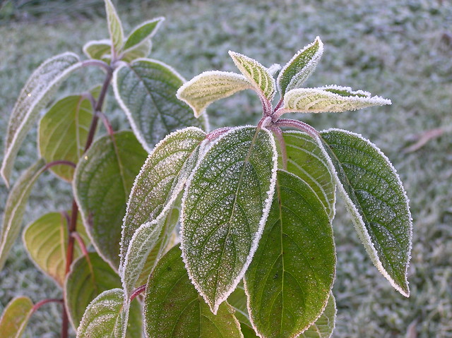 First frost of autumn 2017