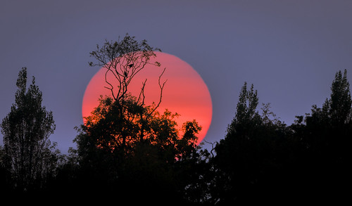birds black blue bluesky bushes dusk endofday isolated orange silhouette sky sun sundown sunny sunset trees tree