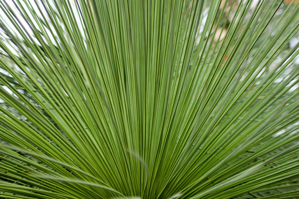 A big green plant with spiky leafs inside the temperate house at Kew Gardens, London