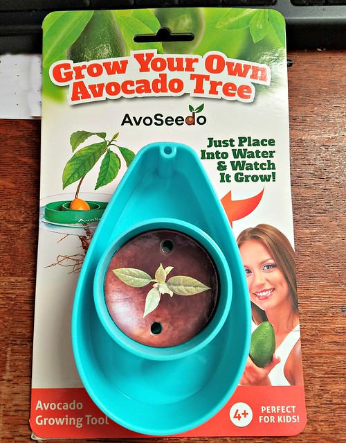 Going To Grow An Avocado Tree