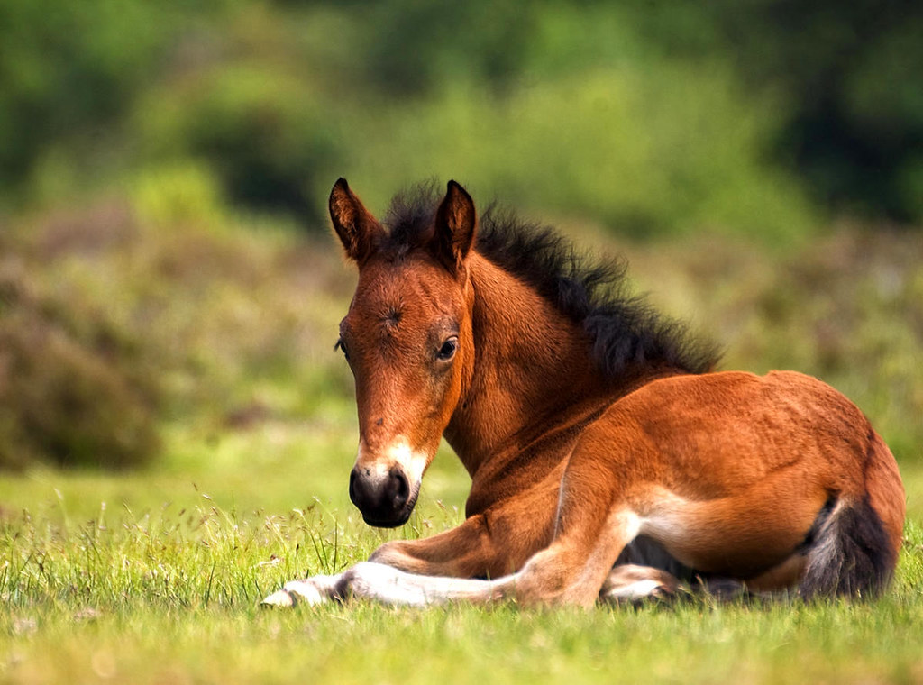New Forest Pony Foal. Credit Stuart Webster, flickr