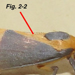 Figure 2-2 Cisthene tenuifascia