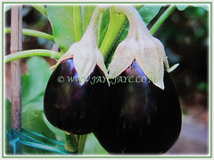A pair of almost rounded edible fruits of Solanum melongena (Brinjal, Eggplant, Aubergine Terong in Malay), 29 Sept 2017