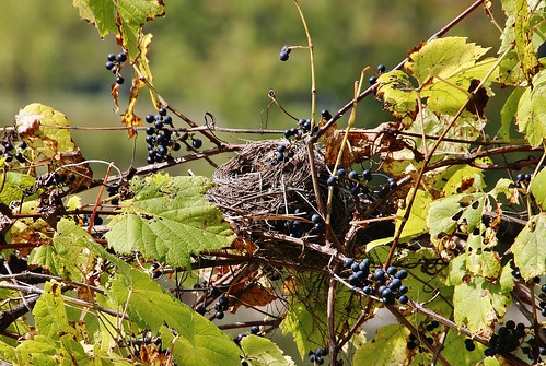 lakeside wild grapes leaves nest fall empty goneforthewinter sunny yellow purple weave vines