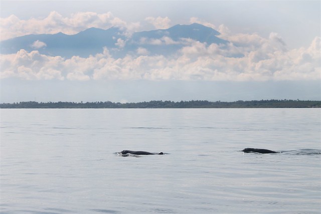 Irrawaddy Dolphins & Mt. Kanlaon