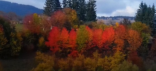 autumn trees nature wildnature colours landscape