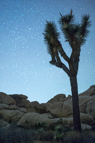joshuatreenationalpark desert mojavedesert night stars astrophotography blue nationalpark