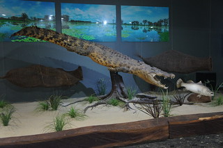 Mercure Kakadu Crocodile