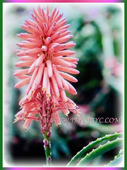 Captivating pink flower of Aloe vera (Chinese/Indian Aloe, True Aloe, Barbados Aloe, Burn/Medicinal Aloe, First Aid Plant), 3 Nov 2017