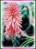 Aloe vera (Chinese/Indian Aloe, True Aloe, Barbados Aloe, Burn/Medicinal Aloe, First Aid Plant)