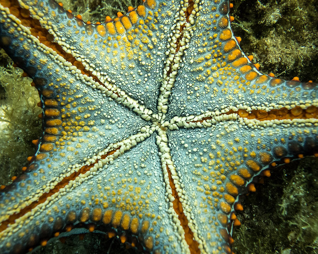 underside of starfish