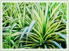 Gorgeous spirally arranged foliage of Pandanus Baptistii Variegated (Gold-striped Screw Pine, Variegated Screw Pine, Compact Golden Screw Pine) that arch gracefully, 10 Oct 2017