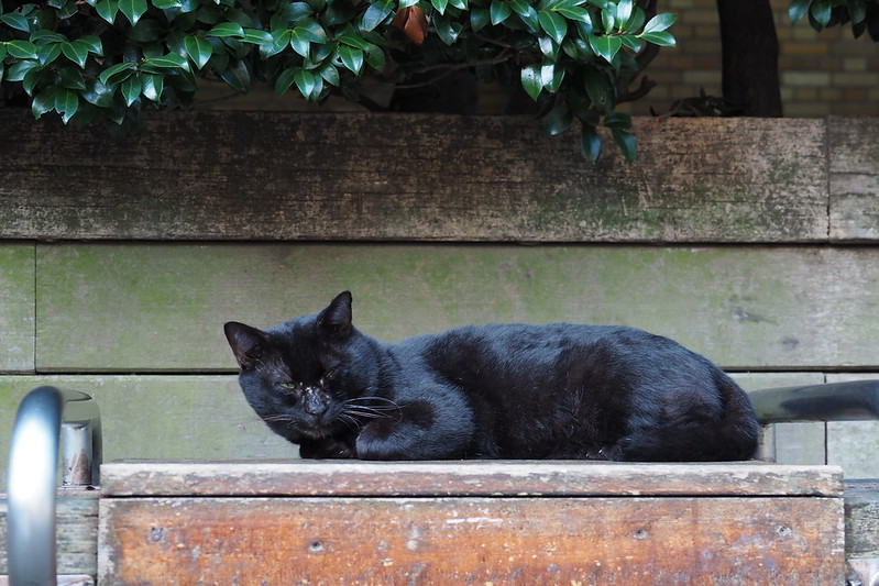 東池袋中央公園の猫。いつものベンチの上の黒。