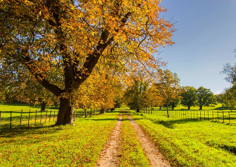 A rural track in Brockenhurst, New Forest, during the Autumn. Credit Jack Pease, flickr