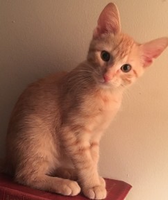 orange_kitty