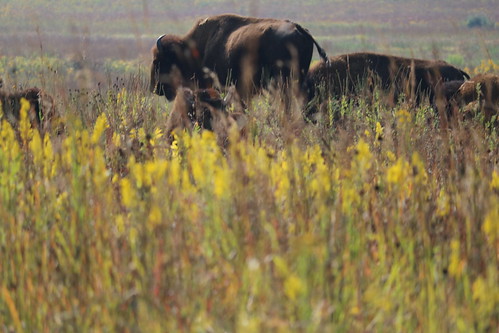 nachusa nachusagrasslands bison buffalo
