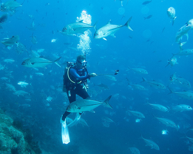 Shelley and bigreye jack/trevally