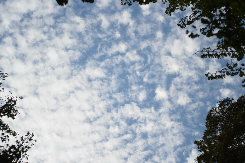Ricoh GXR×Leica SUMMARON f2.8 35mm日比谷公園からの鰯雲