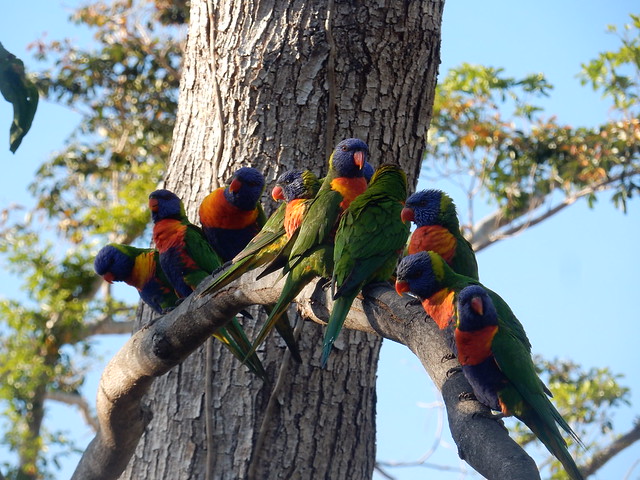 Eungella National Park, el hogar del asombroso ornitorrinco - AUSTRALIA POR LIBRE: EL PAÍS DEL FIN DEL MUNDO (3)