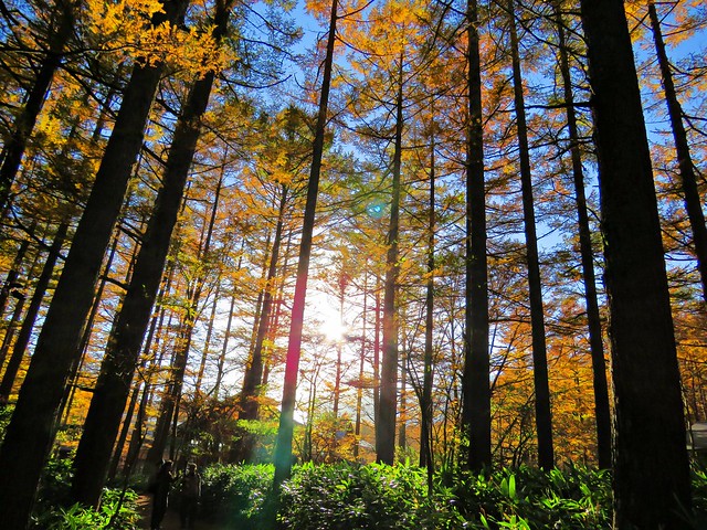 sunlight in autumn forest