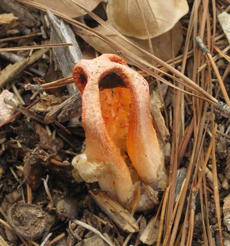 Mushroom - Stinkhorn