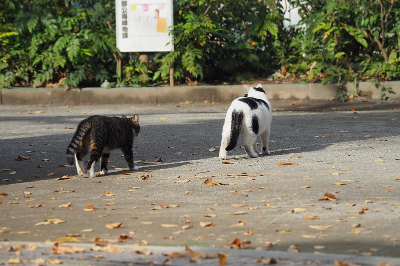 池袋二丁目ふれあい公園の猫ホワイトソックスとブチママ