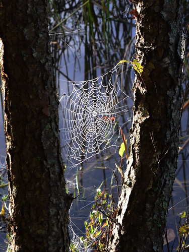 morning spiderweb