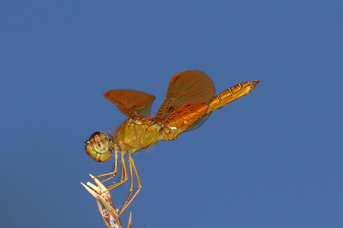dragonfly male