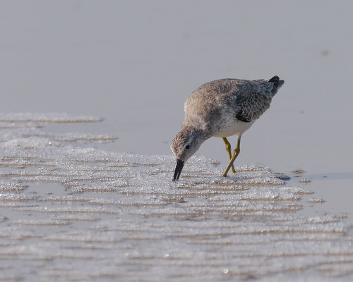 mikaelbehrens beach wildlife bird portaransas texas unitedstates us