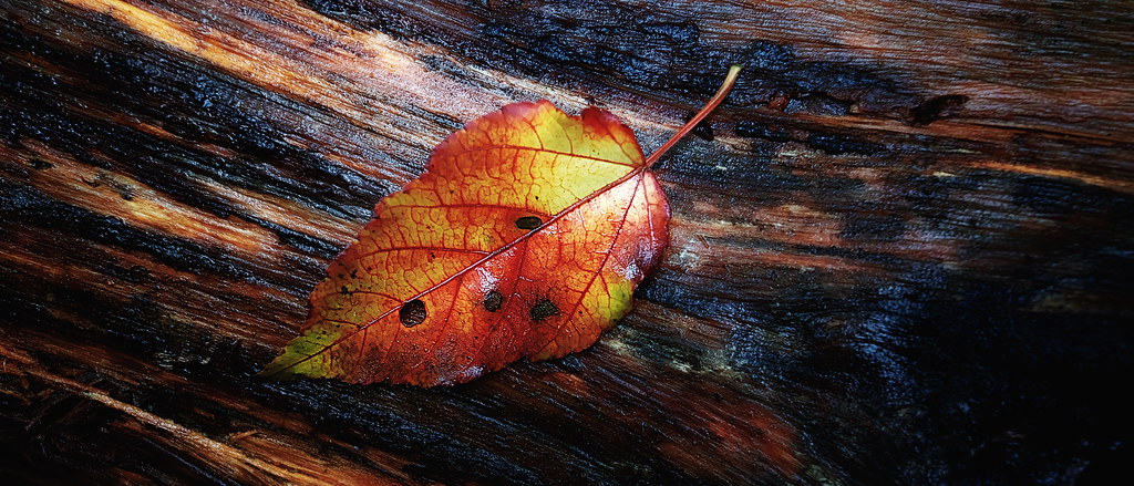 a fallen leaf