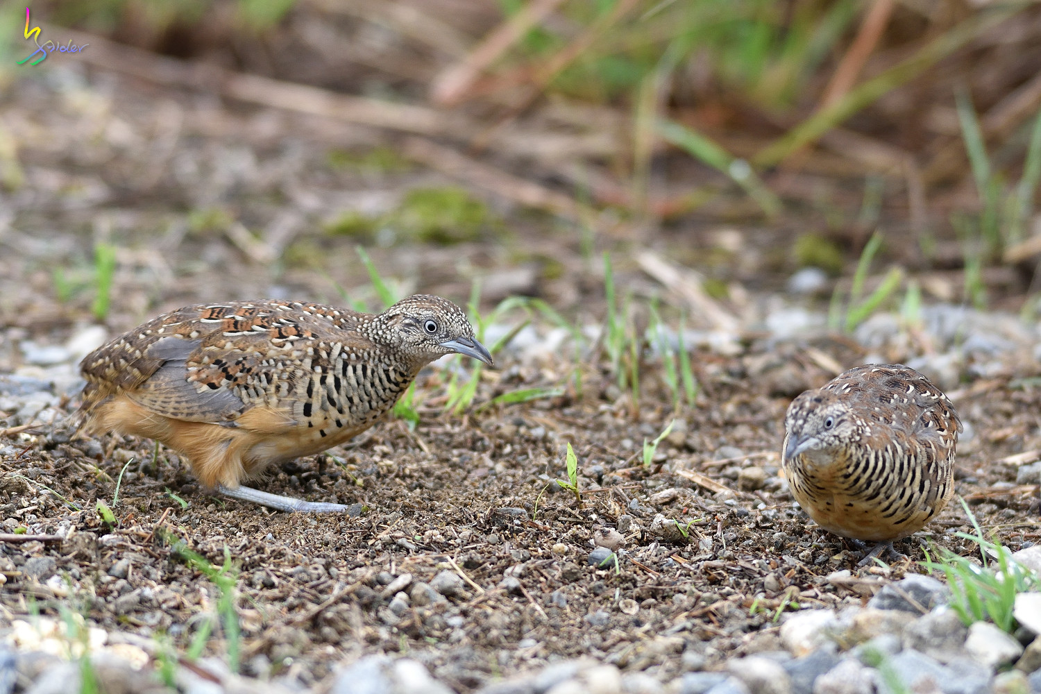 Barred_Buttonquail_3653