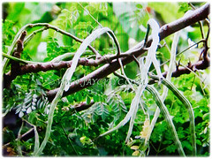 Fruits of Moringa oleifera (Drumstick Tree, Horseradish Tree, Ben Oil Tree) hanging on its branches, 27 Oct 2017