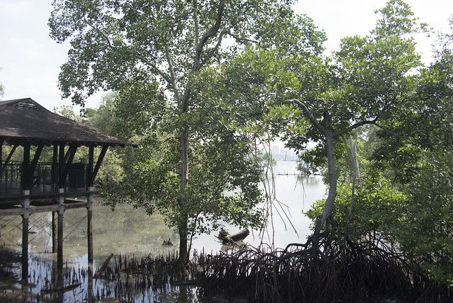 Sungei Buloh Wetland Reserve: Mangrove boardwalk