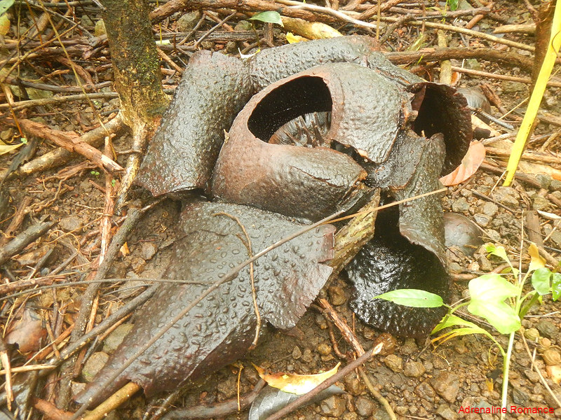 Wilted Rafflesia
