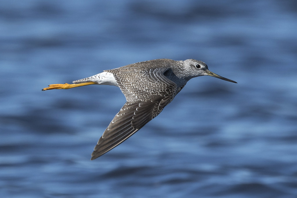 Image result for greater yellowlegs flying