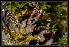 Peltigera membranacea - Photo of Bligny-le-Sec