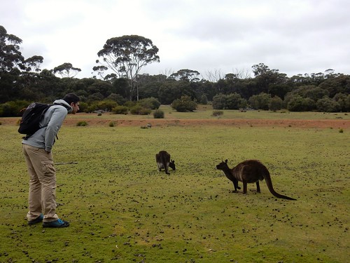 Kangaroo Island, fauna australiana en estado puro - AUSTRALIA POR LIBRE: EL PAÍS DEL FIN DEL MUNDO (63)