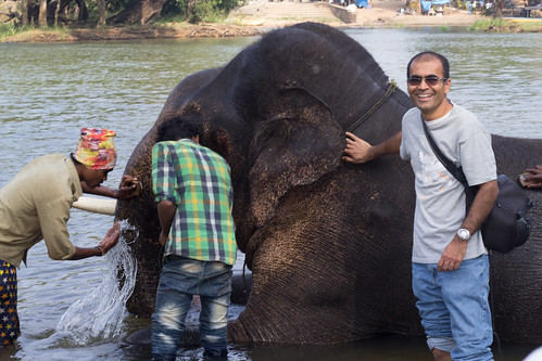 dubare elephant india2017 river atturforest karnataka india