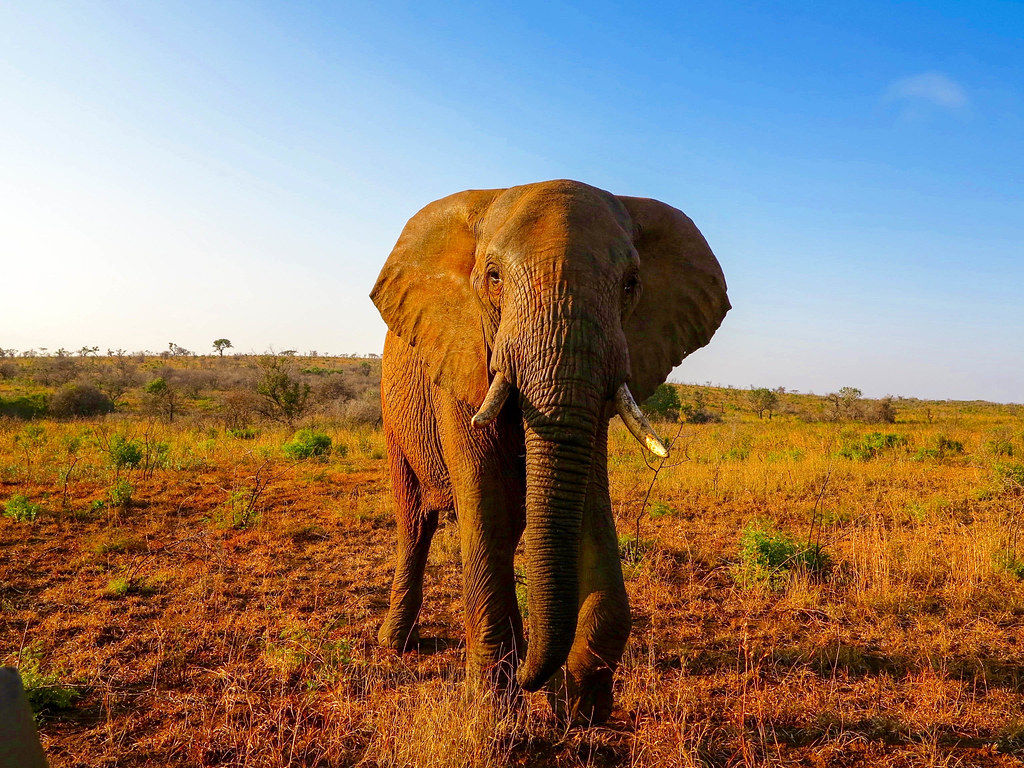 Elefante en Sudáfrica