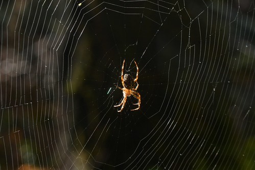 spider web crossspider araneusdiadematus araneidae thomasfire susancreek northumpquariver douglascounty oregon