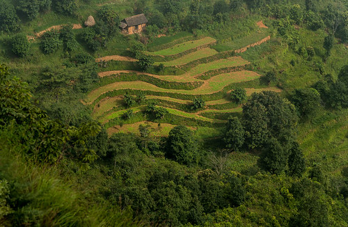 arbres végétation paysage rizières champs maison entrebandipuretramkot midwesterndevelopmentregion népal npl