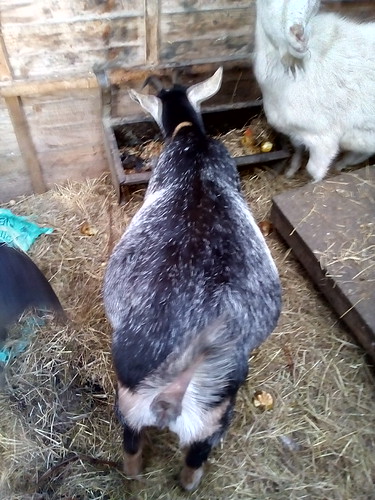 pregnant goat Nov 17 1