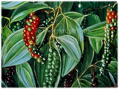 Clusters of Piper nigrum (Black Pepper, Common Pepper, Pepper Vine/Plant, White/Madagascar Pepper, Lada Hitam in Malay) ripening in stages, 14 Nov 2017